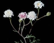 Dusty Maiden, Chaenactis fremontii